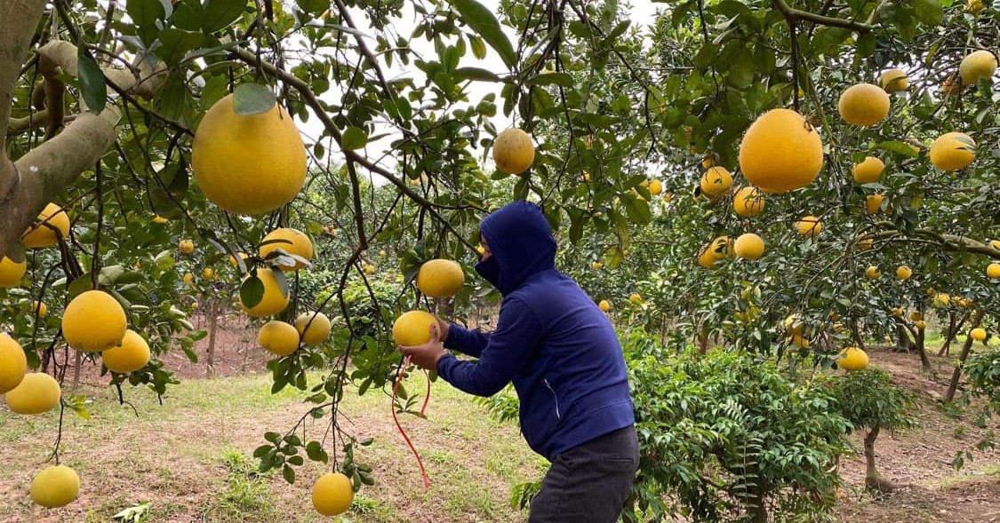 vietnamese-passion-fruit-coconut-get-green-light-to-enter-australia-china