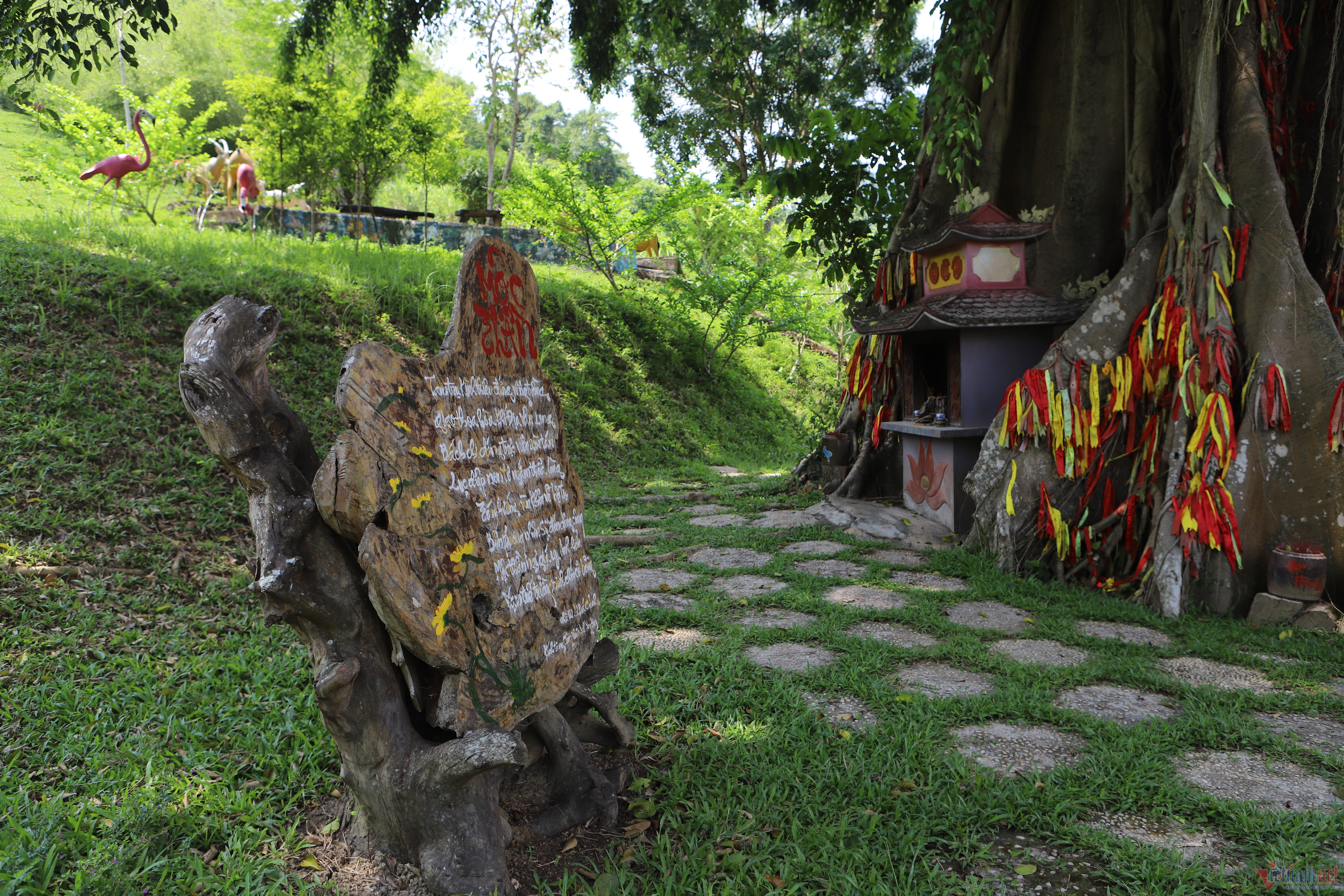 Chuyện huyền bí về cây mộc thần gần 500 tuổi trên núi ở Khánh Hòa