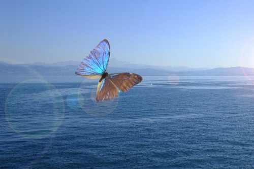 Bài học cuộc đời: Hiệu ứng cánh bướm