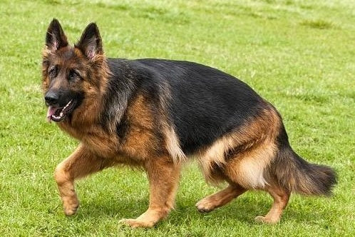 Chó becgie 50kg tấn công khiến nam thanh niên chịu hàng trăm vết thương