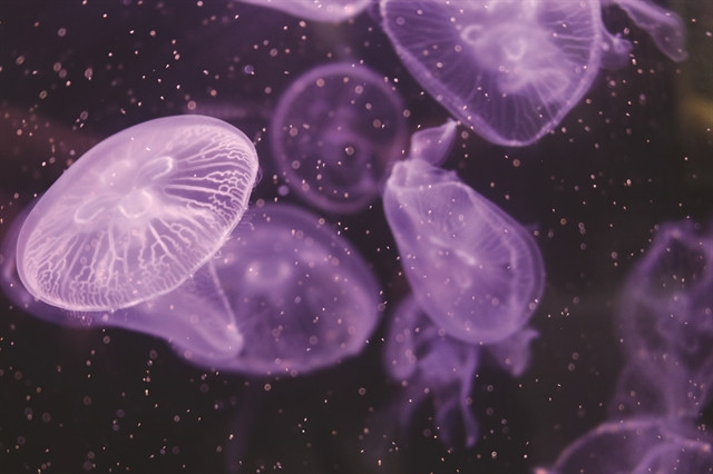 Jellyfish enthusiast brings aquarium into her house