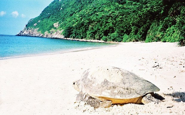 Con Dao becomes important sea turtle conservation area of the world hinh anh 1