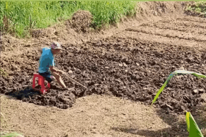Con gái bật khóc thấy bố dùng ghế nhựa thay chân giả ngồi cuốc đất giữa đồng