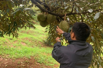 Bắt 2 kẻ cắt trộm hơn 700kg quả sầu riêng ở Đắk Nông