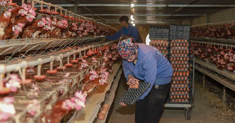 Disease-free zones to serve exports of processed chicken