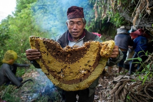 Hành trình săn mật loài ong lớn nhất thế giới ở Nepal