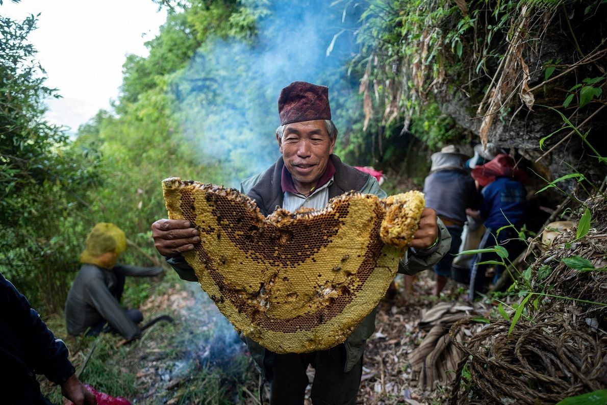 Du lich Nepal,  Toc nguoi Gurung,  Ong lon nhat,  San mat ong anh 10