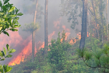 Cháy rừng thông ở Huế, đe dọa đường dây 500kV Bắc – Nam