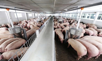 Large-scale, hi-tech pig farming is evitable for development