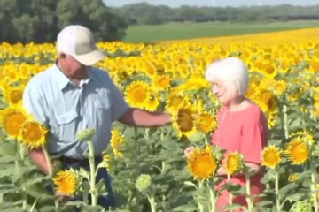 Một nông dân bí mật trồng cánh đồng hướng dương để tặng vợ