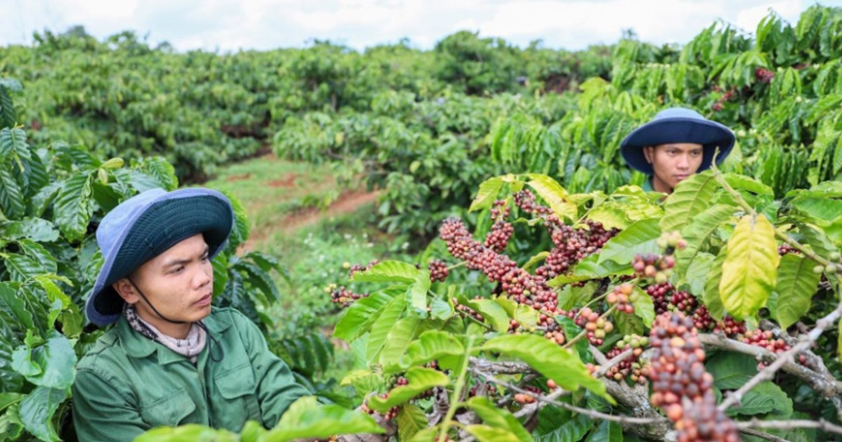 Vietnam’s exports of agriculture, forestry and fishery have low value