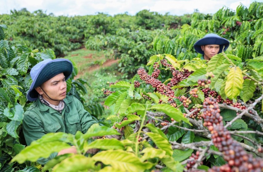 Vietnam’s exports of agriculture, forestry and fishery have low value ảnh 1