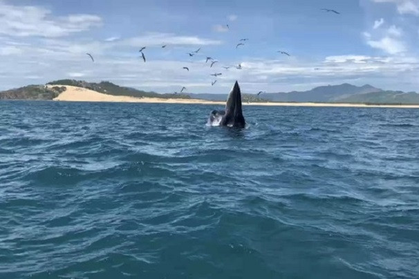 Bryde whales return to the south-central Vietnamese coast