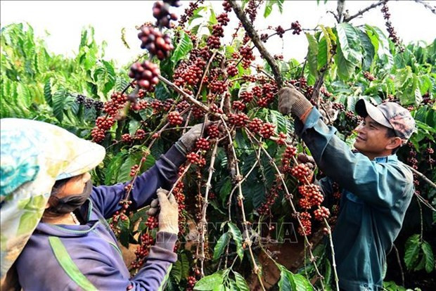 Vietnam earns over 2 billion USD from coffee exports hinh anh 1