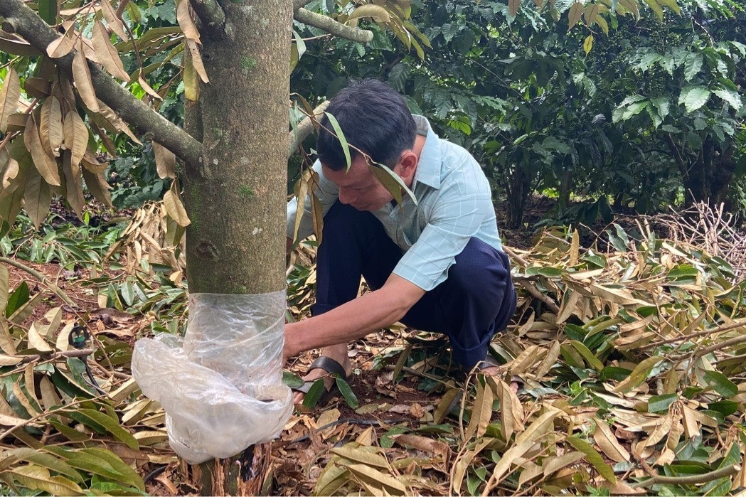 Vườn sầu riêng của Bí thư xã ở Gia Lai bị chặt phá