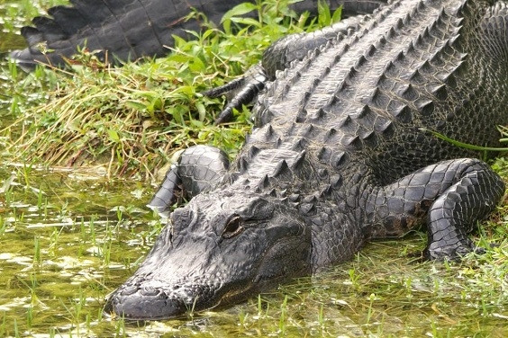 Dắt chó đi dạo, người phụ nữ bị cá sấu cắn tử vong