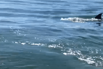 Cá voi bất ngờ xuất hiện, bơi lượn sát bờ biển ở Huế khiến du khách thích thú