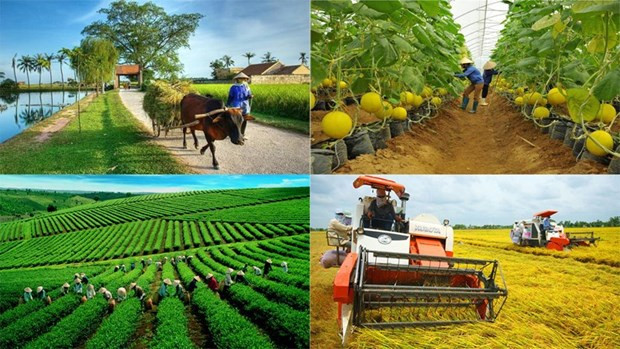 Agriculture sector continues to focus on three key programmes hinh anh 1