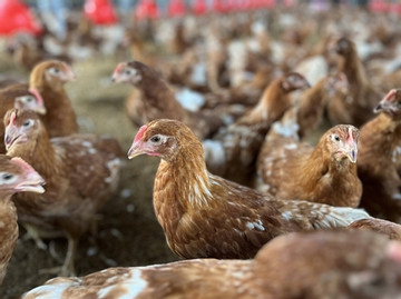 Companies embrace cage-free eggs to meet consumer demand