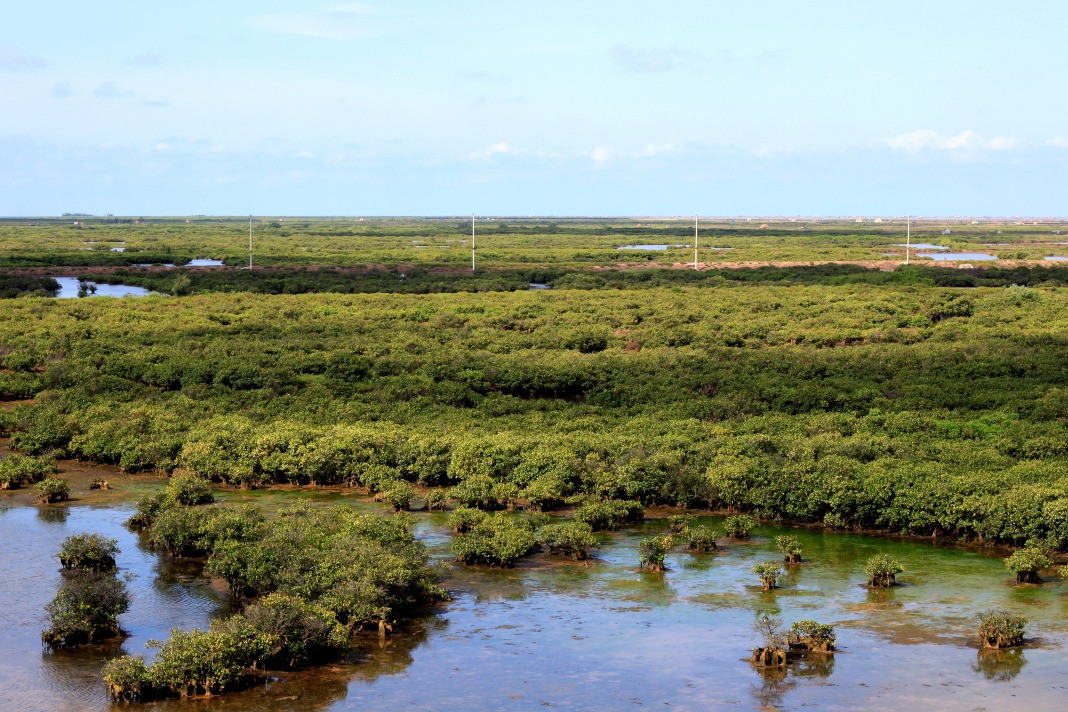 Brackish lagoon through the lens