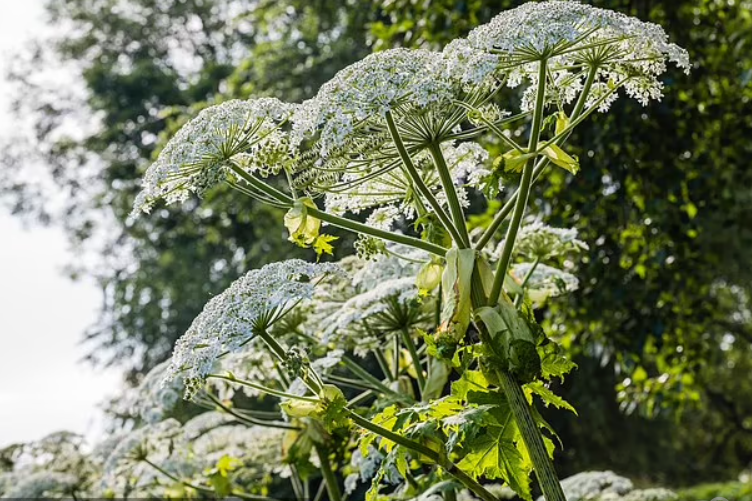Chạm nhẹ vào cây nở hoa đẹp, chàng trai suýt trả giá bằng cả tính mạng