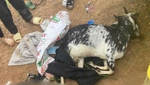 Hanoi begins legal proceedings against former policemen killing people’s goats
