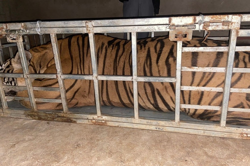 Bắt giữ 2 đối tượng vận chuyển con hổ nặng 235kg