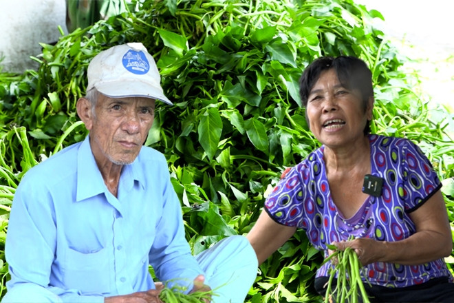 Xóm trọ nghèo, mưu sinh bằng nghề nhặt rau muống thuê giữa lòng TP.HCM