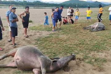 9 con trâu, bò ở Nghệ An bị sét đánh chết trong 2 ngày liên tiếp