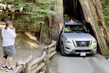 Người đàn ông liều lĩnh lái ô tô chui qua thân cây cổ 2.500 tuổi