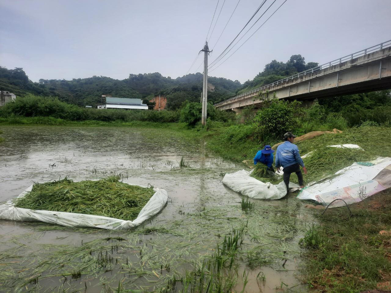 Mưa lớn nhấn chìm hàng ngàn hecta cây trồng ở Đắk Lắk, Đắk Nông