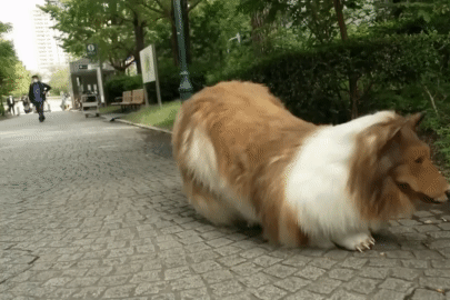 Người đàn ông Nhật chi gần 16.000 USD để được 'hóa thân thành chó'