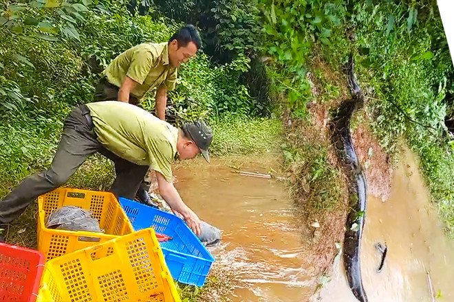 Thả trăn đất nặng 42kg và 59 cá thể động vật quý hiếm về rừng