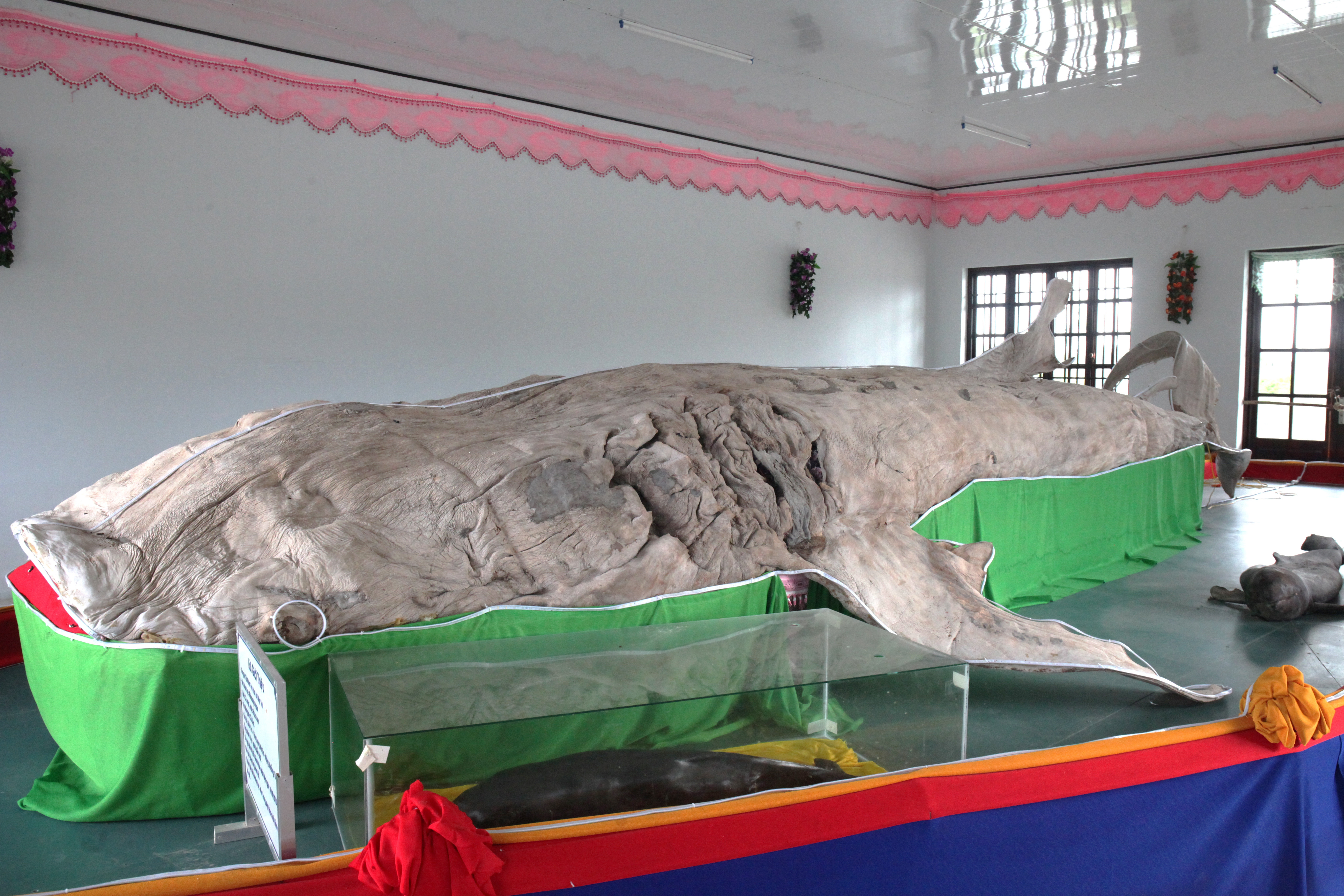 Về Bạc Liêu chiêm ngưỡng bộ da cá nhám đạt kỷ lục Guinness Việt Nam