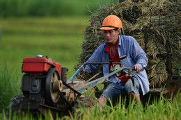 Xuất khẩu gạo: Tận dụng cơ hội chiếm lĩnh các thị trường mới