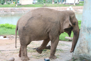 Call to release Thu Le Zoo elephants