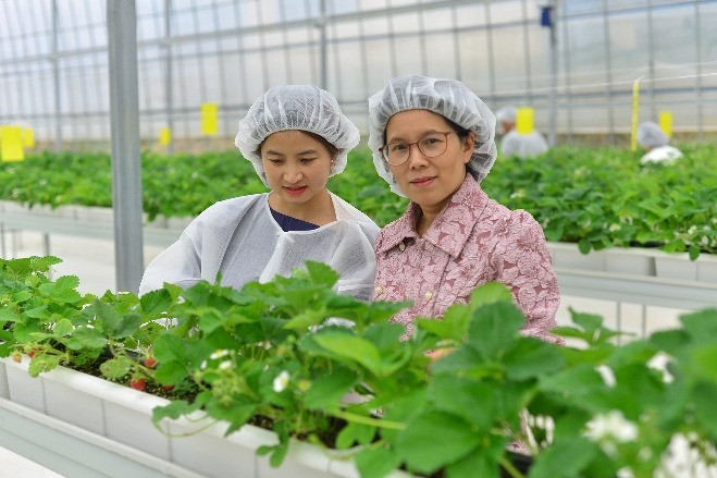 Hàn Quốc viện trợ 3 triệu USD để phát triển nông nghiệp thông minh ở Đà Lạt