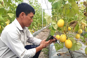 Nông dân Trà Vinh ứng dụng công nghệ trong chuyên canh cây màu