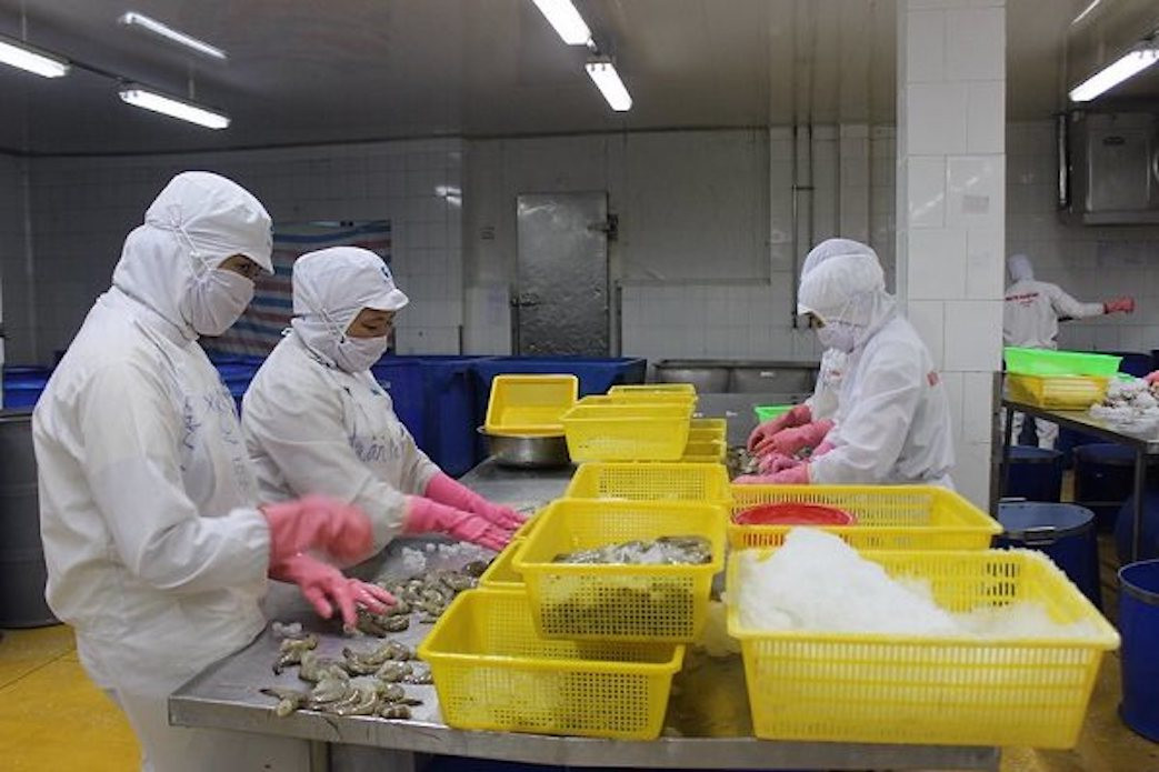 Raw materials for seafood export processing in short supply