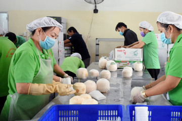 Vietnamese natural fresh dehusked coconuts get green light to enter US market