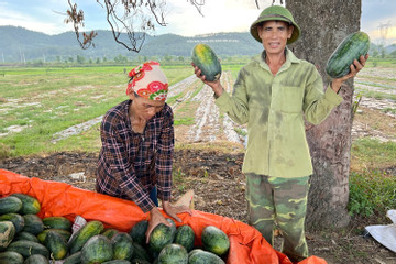 Hơn 2 tháng trồng dưa hấu, một xã ở Nghệ An thu trên 40 tỷ đồng