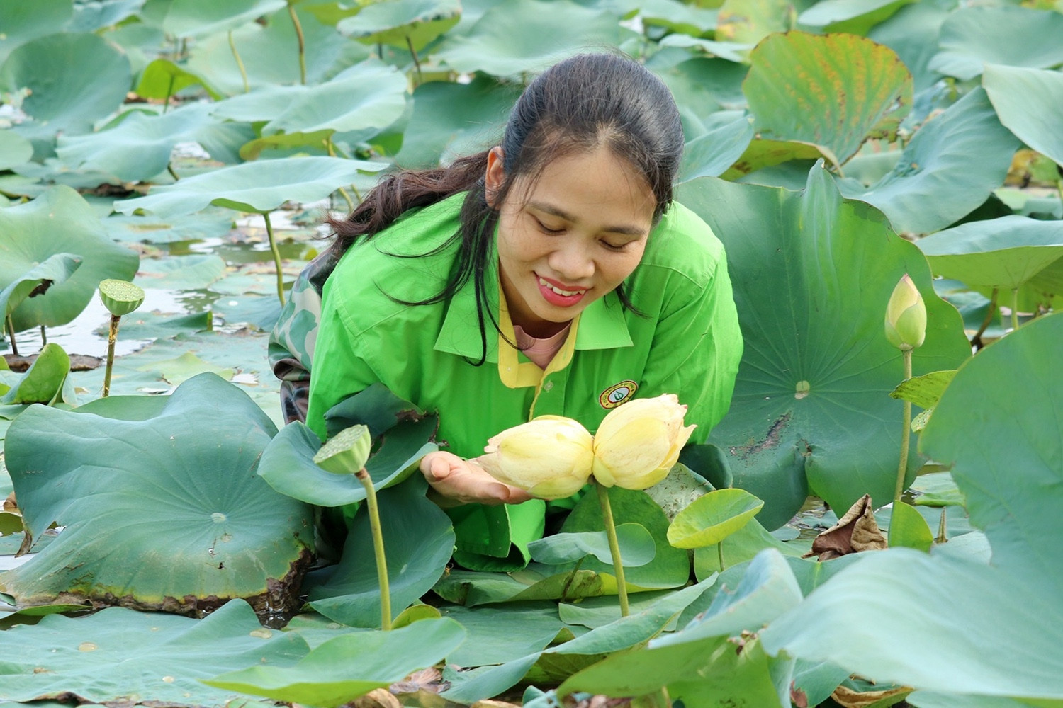 Xuất hiện cặp sen tịnh đế Bỉ Ngạn Vàng siêu hiếm ở Nghệ An