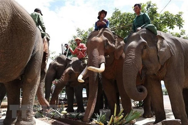 Dak Lak: Domestic elephants enjoy buffet on World Elephant Day