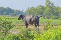 Bắn hạ con trâu 200kg húc chết chủ