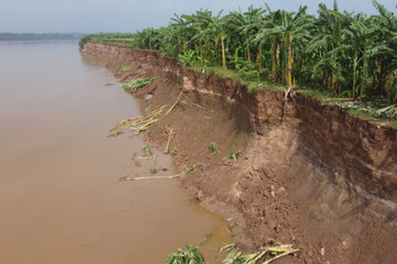 Bờ sông Thao bị sạt lở nghiêm trọng, đe dọa hơn 1.000 hộ dân ở Phú Thọ