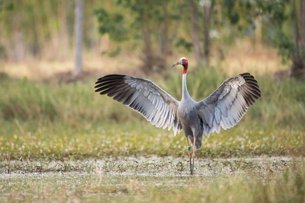 Efforts made to bring back red-crowned cranes from brink of extinction