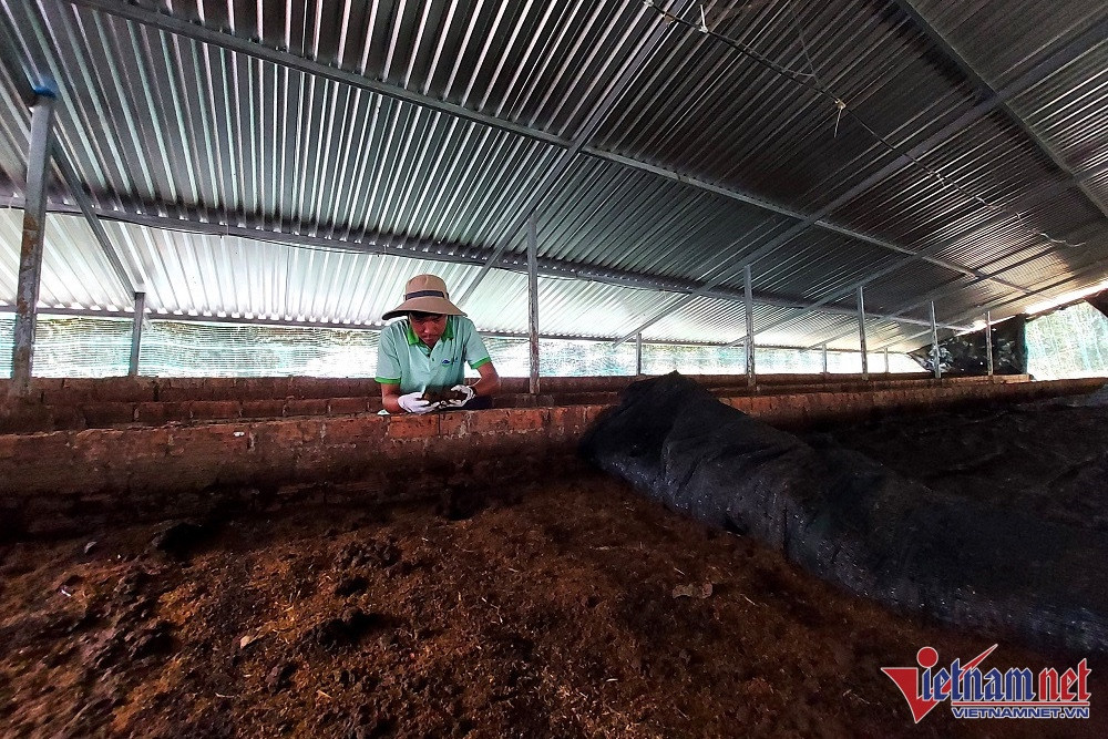 Cách nuôi trùn quế trong thùng xốp tại nhà  AZ Farming