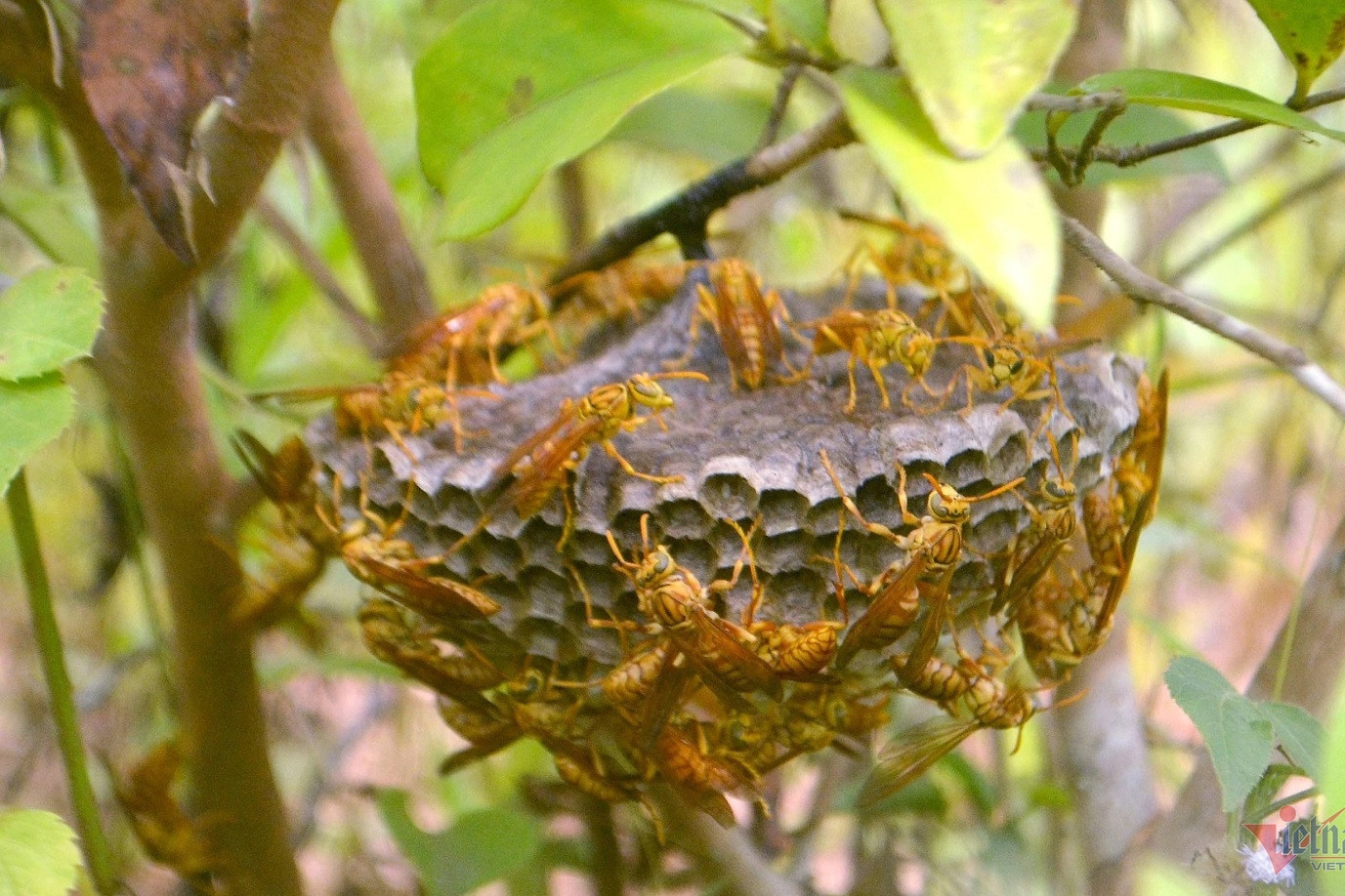 Odd job: sitting still by puddles catching bees, earning big money