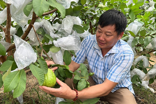 Trồng ổi lê, một xã thu hơn 50 tỷ đồng/năm