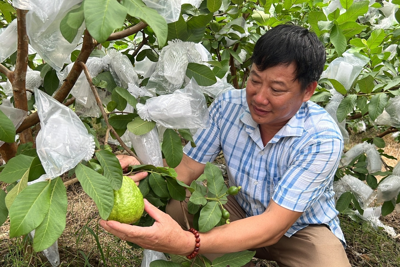 Trồng ổi lê, một xã thu hơn 50 tỷ đồng/năm